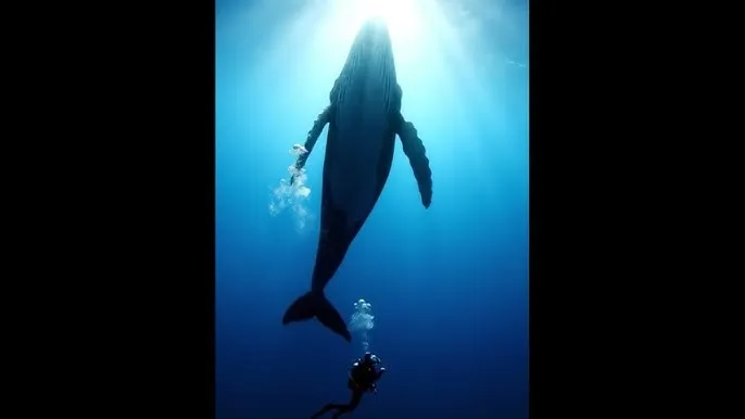 夜间mm1313不能看了 - 深蓝星球：探索海洋深处的未知世界